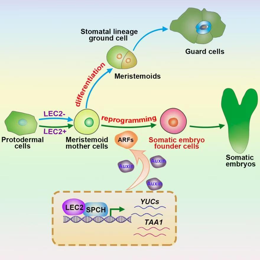 科研新突破！我國科學(xué)家破解植物細胞全能性世紀難題